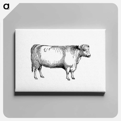 アートパネル-Shorthorn Bull
 - 大英図書館 Canvas.
