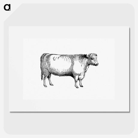 アートポスター-Shorthorn Bull
 - 大英図書館 Poster.