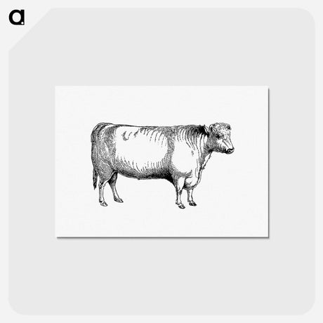 アートポストカード-Shorthorn Bull
 - 大英図書館 Postcard.