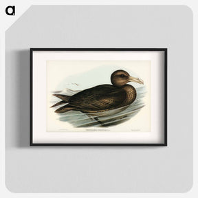 アートポスター-Giant Petrel
 - ジョン グールド Poster.