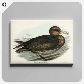 アートパネル-Giant Petrel
 - ジョン グールド Canvas.