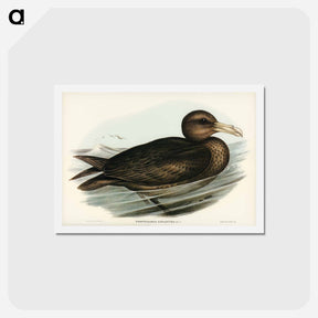 アートポストカード-Giant Petrel
 - ジョン グールド Postcard.