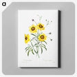 6-91_Pierre-Joseph-Redoute_canvas