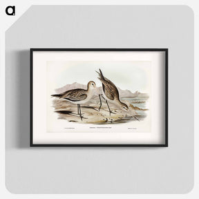 アートポスター-Barred-rumped Godwit
 - オーストラリアの鳥 Poster.