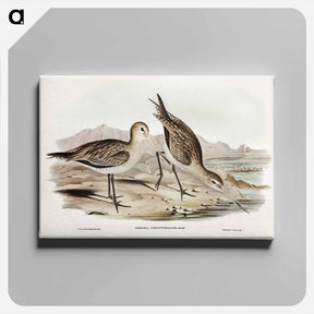 アートパネル-Barred-rumped Godwit
 - オーストラリアの鳥 Canvas.