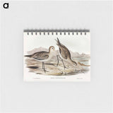 アートメモ帳-Barred-rumped Godwit
 - オーストラリアの鳥 Memo.