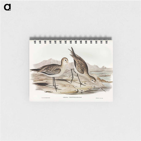 アートメモ帳-Barred-rumped Godwit
 - オーストラリアの鳥 Memo.