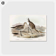 アートポストカード-Barred-rumped Godwit
 - オーストラリアの鳥 Postcard.