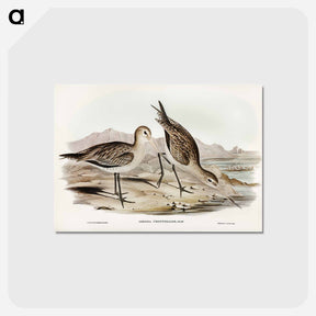 アートポストカード-Barred-rumped Godwit
 - オーストラリアの鳥 Postcard.
