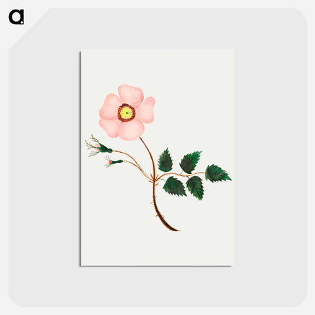 アートポストカード-Wild Rose
 - クリーブランド美術館 Postcard.