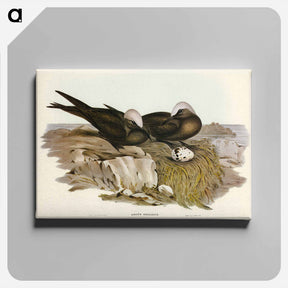 アートパネル-Noddy Tern
 - ジョン グールド Canvas.