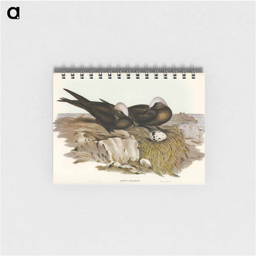 Noddy Tern
 - ジョン グールド Memo.