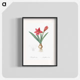 Hippeastrum - Pierre Joseph Redouté Poster.