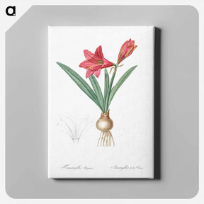 アートパネル-Hippeastrum - ピエール ジョゼフ ルドゥーテ Canvas.