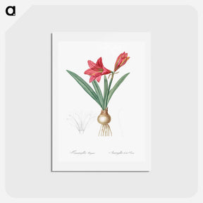 アートポストカード-Hippeastrum - ピエール ジョゼフ ルドゥーテ Postcard.