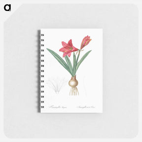 アートメモ帳-Hippeastrum - ピエール ジョゼフ ルドゥーテ Memo.