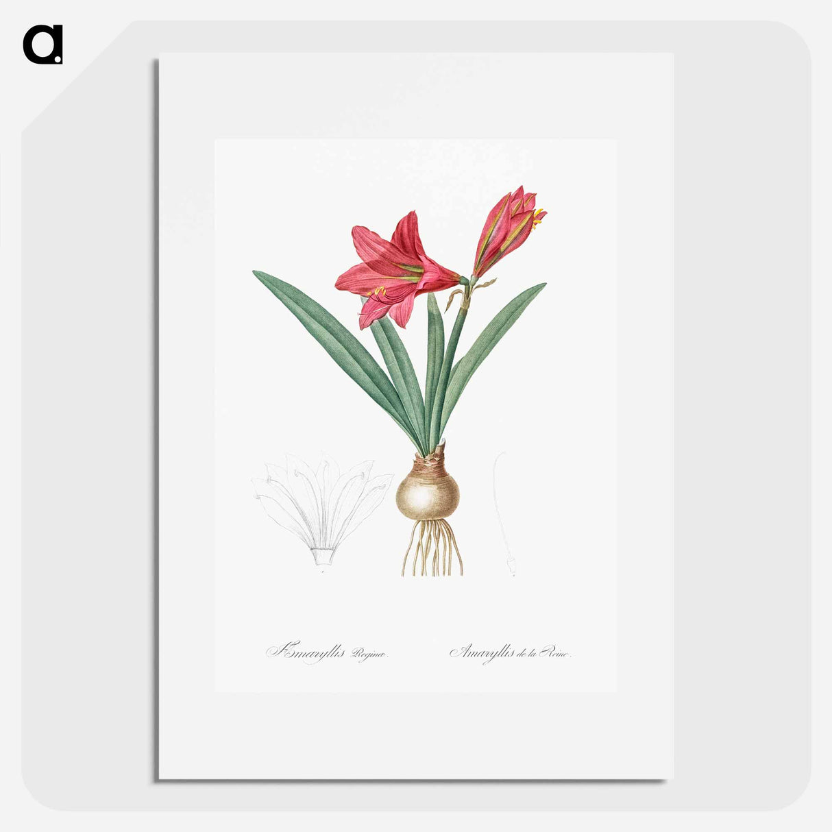 Hippeastrum - Pierre Joseph Redouté Poster.