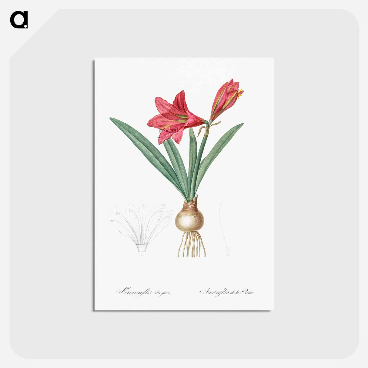 アートポストカード-Hippeastrum - ピエール ジョゼフ ルドゥーテ Postcard.