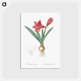 アートポストカード-Hippeastrum - ピエール ジョゼフ ルドゥーテ Postcard.