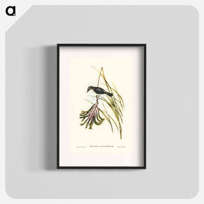 アートポスター-White-bellied Robin
 - オーストラリアの鳥 Poster.
