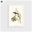 アートポストカード-White-bellied Robin
 - オーストラリアの鳥 Postcard.