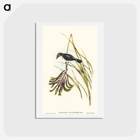 アートポストカード-White-bellied Robin
 - オーストラリアの鳥 Postcard.