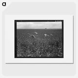 Untitled photo - Dorothea Lange Poster.