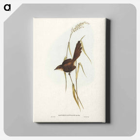 アートパネル-Bristle Bird
 - ジョン グールド Canvas.