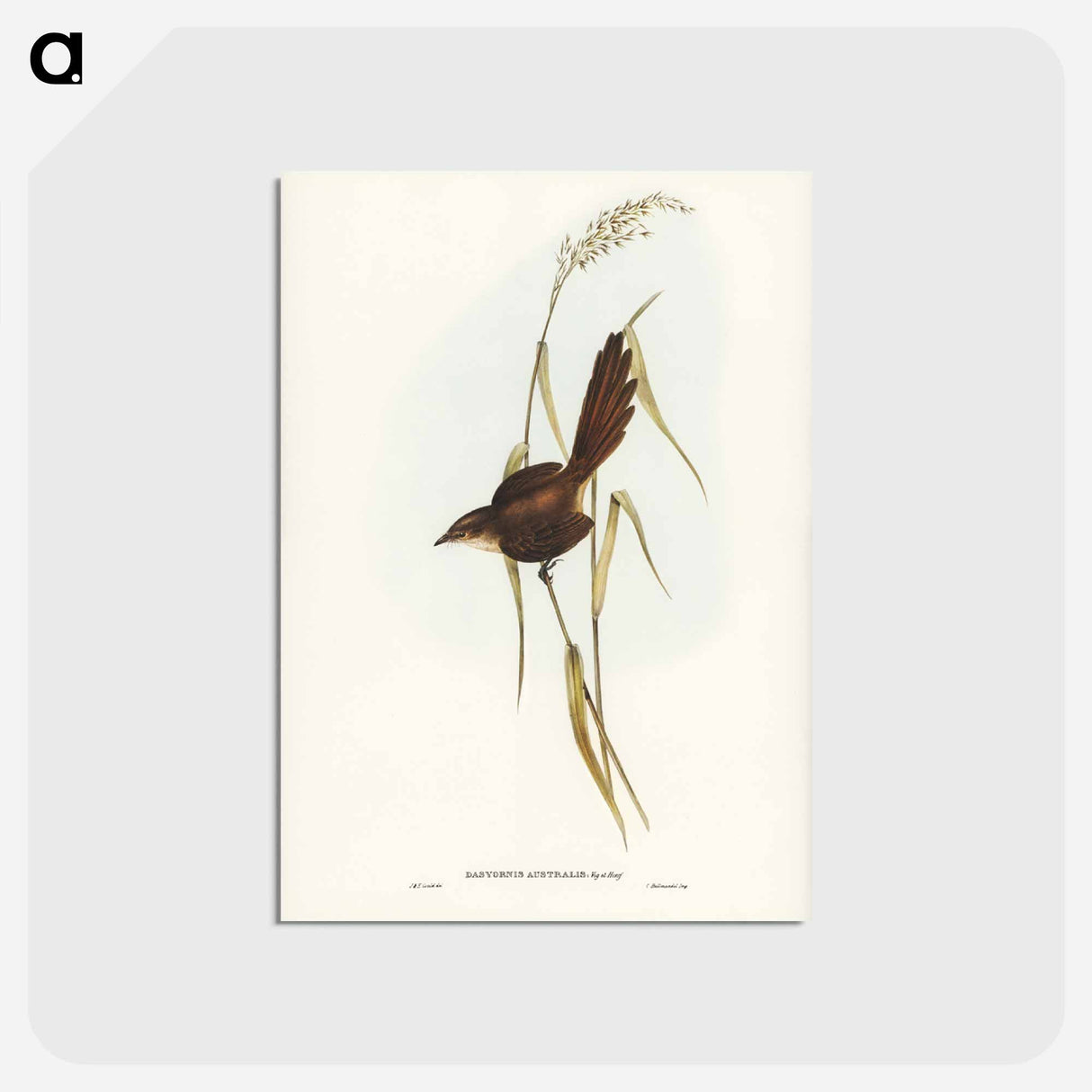 アートポストカード-Bristle Bird
 - ジョン グールド Postcard.
