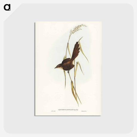 アートポストカード-Bristle Bird
 - ジョン グールド Postcard.