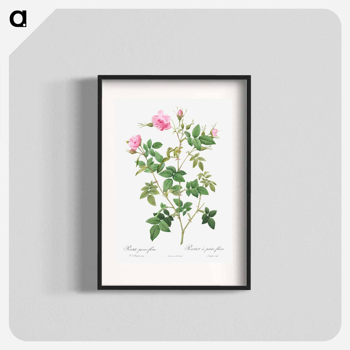 Wild Rose - Pierre Joseph Redouté Poster.