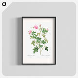 Wild Rose - Pierre Joseph Redouté Poster.