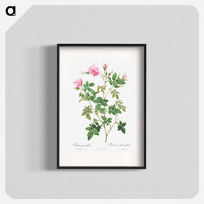 アートポスター-Wild Rose - ピエール ジョゼフ ルドゥーテ Poster.