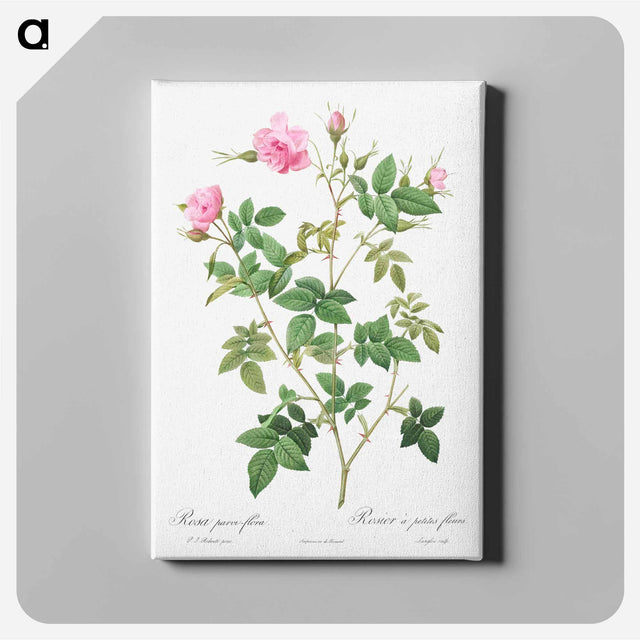 アートパネル-Wild Rose - ピエール ジョゼフ ルドゥーテ Canvas.