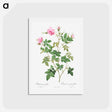 アートポストカード-Wild Rose - ピエール ジョゼフ ルドゥーテ Postcard.