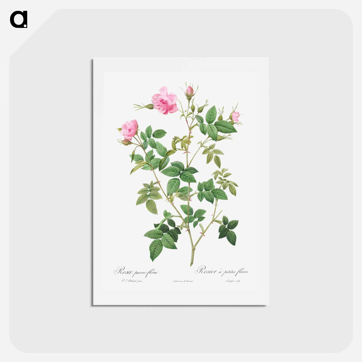 アートポストカード-Wild Rose - ピエール ジョゼフ ルドゥーテ Postcard.