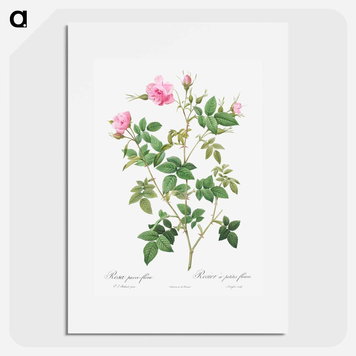 Wild Rose - Pierre Joseph Redouté Poster.