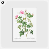 アートポストカード-Wild Rose - ピエール ジョゼフ ルドゥーテ Postcard.