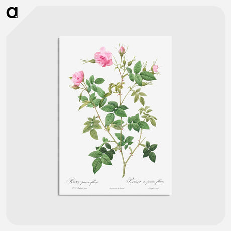 アートポストカード-Wild Rose - ピエール ジョゼフ ルドゥーテ Postcard.