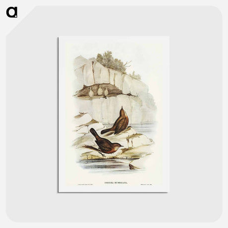 アートポストカード-Rock Warbler
 - オーストラリアの鳥 Postcard.