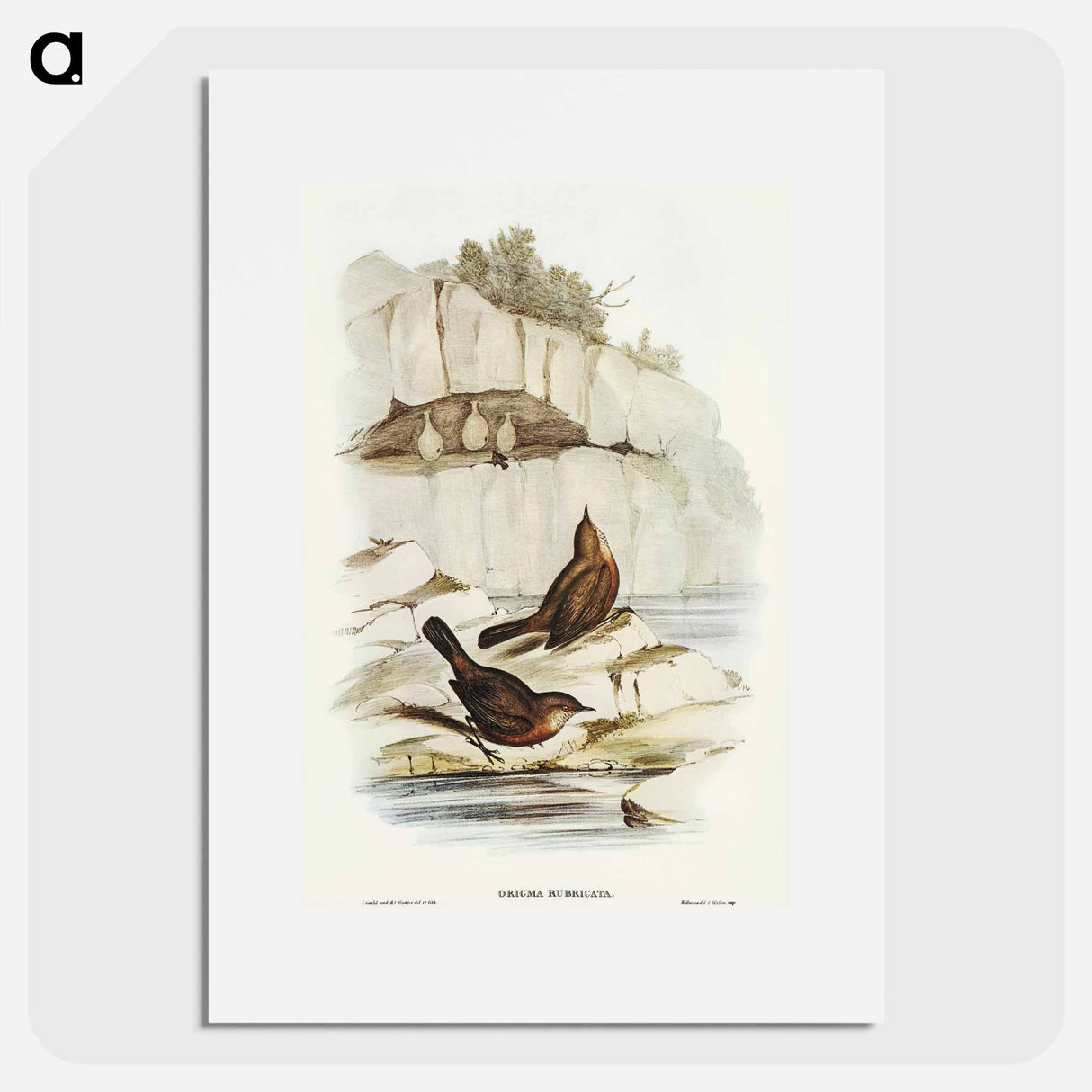 アートポスター-Rock Warbler
 - オーストラリアの鳥 Poster.