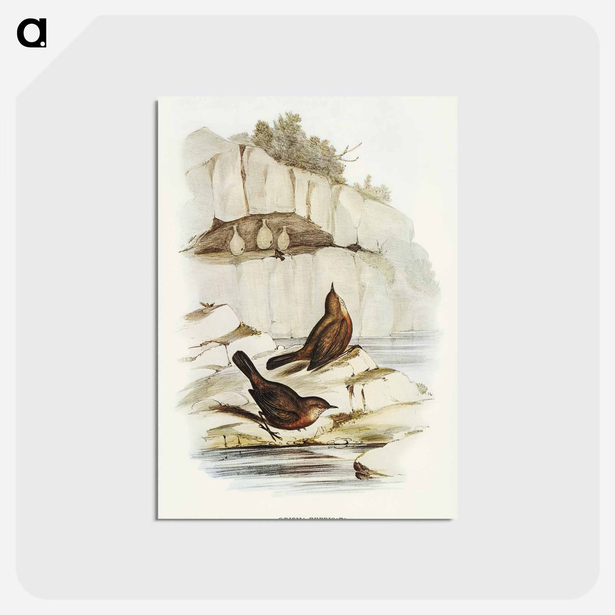アートポストカード-Rock Warbler
 - オーストラリアの鳥 Postcard.