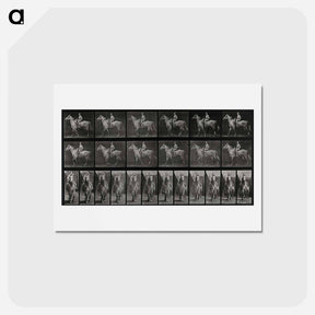 アートポストカード-Sidesaddle
 - エドワード マイブリッジ Postcard.
