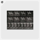アートポストカード-Sidesaddle
 - エドワード マイブリッジ Postcard.
