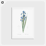 アートポストカード-Blue iris illustration from Les liliacées - ピエール ジョゼフ ルドゥーテ Postcard.
