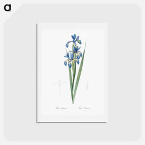 アートポストカード-Blue iris illustration from Les liliacées - ピエール ジョゼフ ルドゥーテ Postcard.