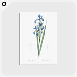 アートポストカード-Blue iris illustration from Les liliacées - ピエール ジョゼフ ルドゥーテ Postcard.