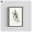 アートポスター-New Holland Honey-eater
 - オーストラリアの鳥 Poster.