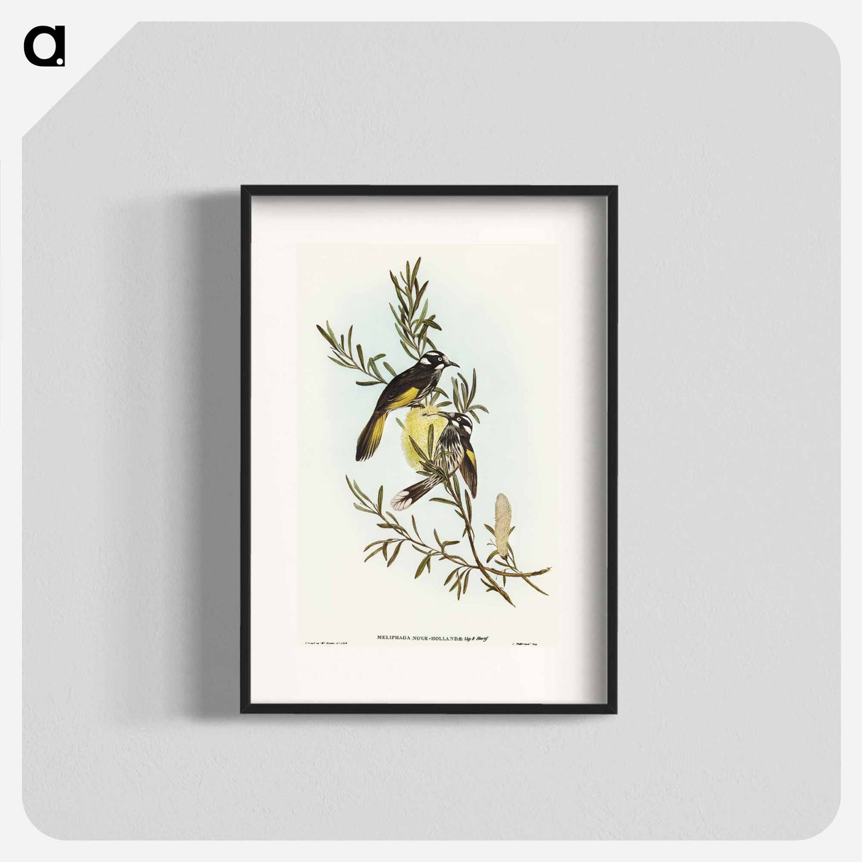 アートポスター-New Holland Honey-eater
 - オーストラリアの鳥 Poster.