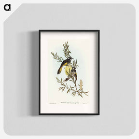 アートポスター-New Holland Honey-eater
 - オーストラリアの鳥 Poster.